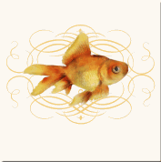 eastern goldfish