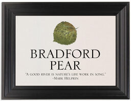 Framed Photograph of Colorful Leaf Assortment Memorabilia Cards