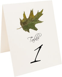 Photograph of Tented Colorful Leaves Assortment 02 Table Numbers