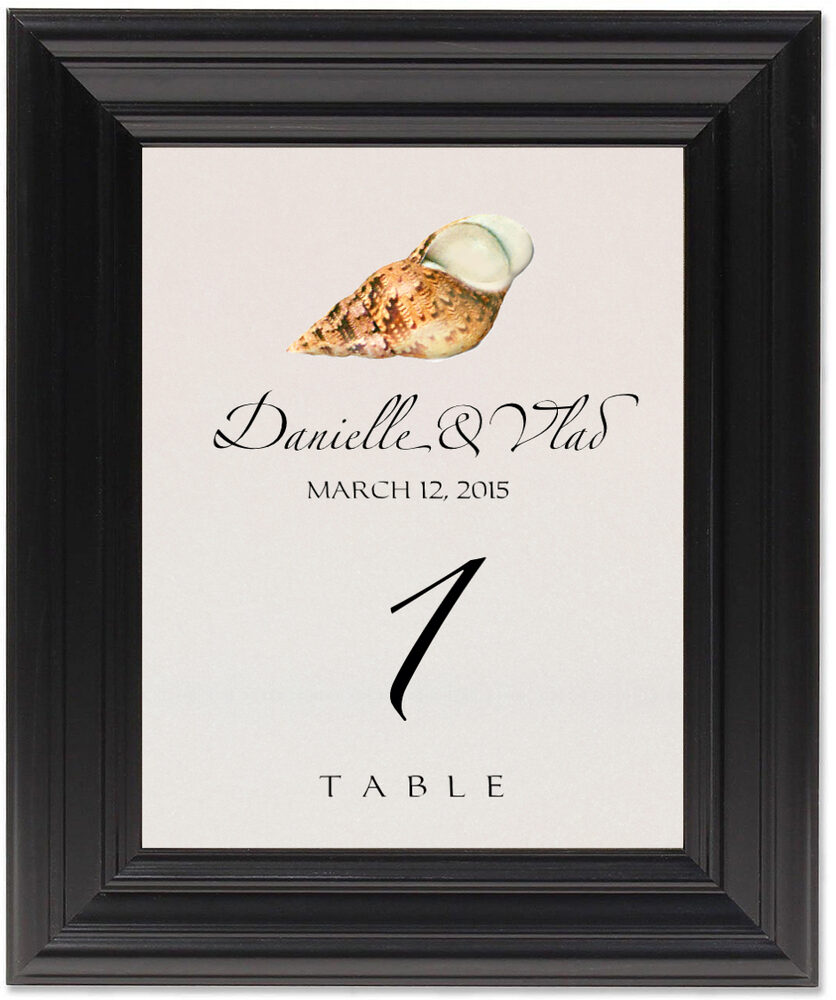 Framed Photograph of Seashell Assortment 02 Table Numbers