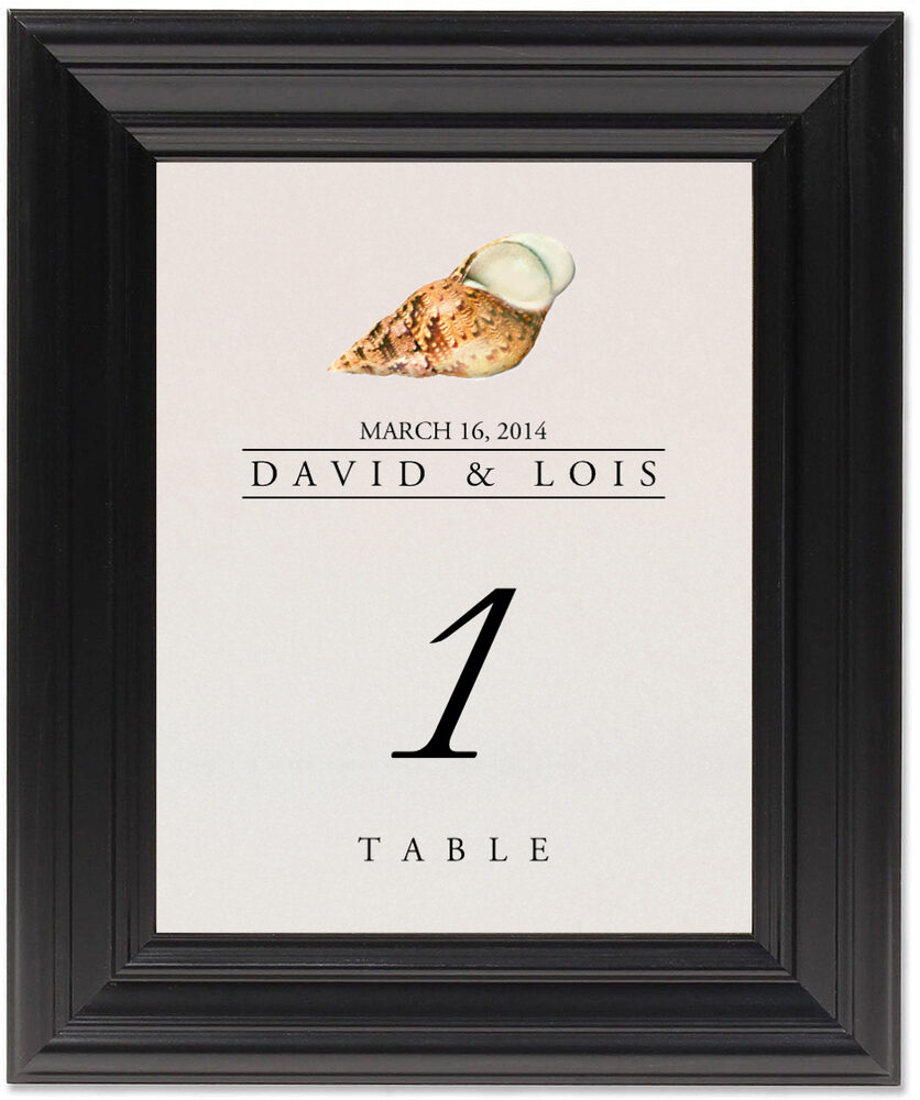 Framed Photograph of Seashell Assortment Table Numbers