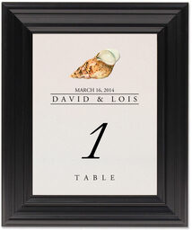 Framed Photograph of Seashell Assortment Table Numbers