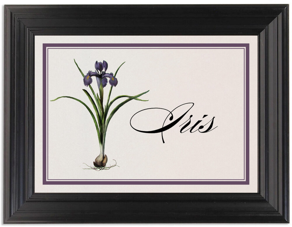 Framed Photograph of Iris Bulb Table Names
