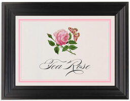 Framed Photograph of Pink Tea Rose Table Names