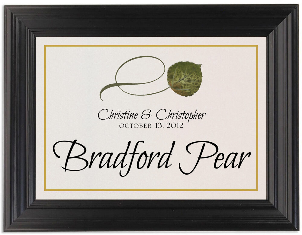 Framed Photograph of Twisty Leaves Table Names