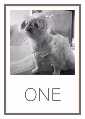 Simple Affair Photography Table Numbers