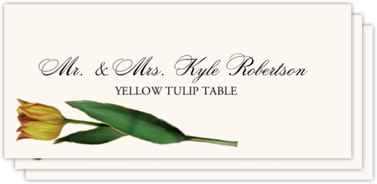 Tulip Bulbs