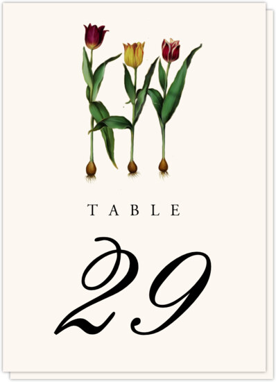 Tulip Bulbs