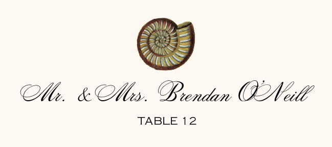 Antique Seashell Collector  Place Cards