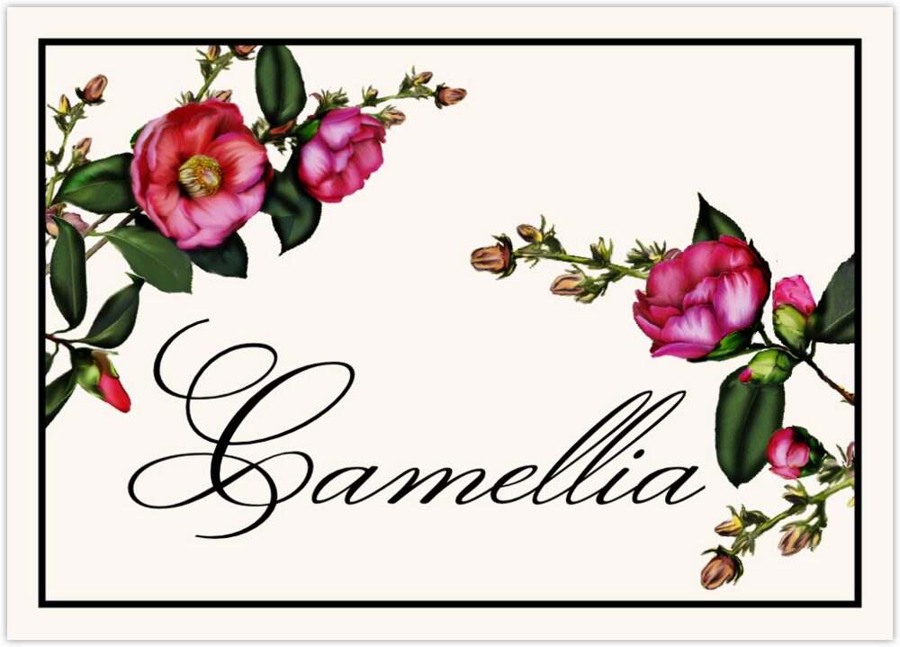 Camellia  Table Names