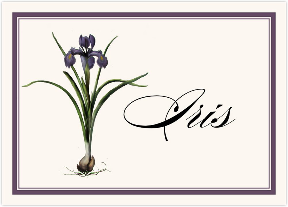 Iris Bulb  Table Names