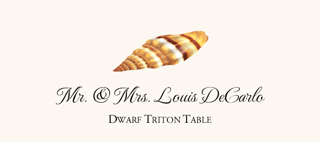 Seashell Assortment  Place Cards