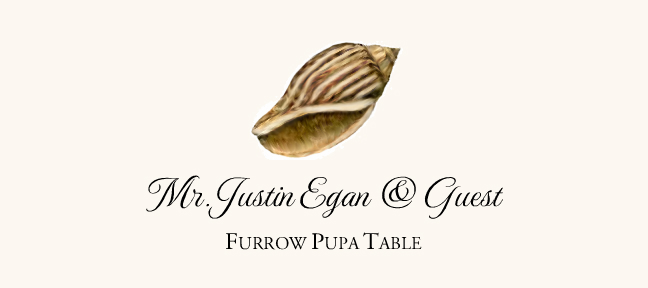 Seashell Assortment  Place Cards