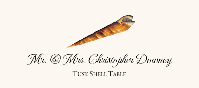 Seashell Assortment  Place Cards