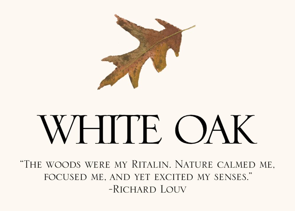 Colorful Leaf Assortment  Memorabilia Cards