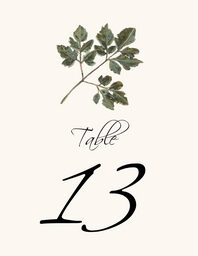 Colorful Leaves Assortment 02  Table Numbers