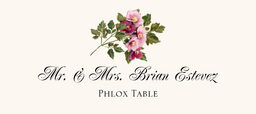 Phlox  Place Cards
