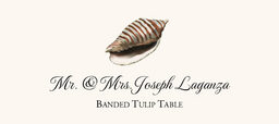 Seashell Assortment  Place Cards