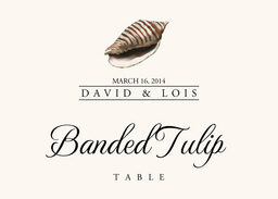 Seashell Assortment  Table Names