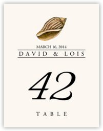 Seashell Assortment  Table Numbers