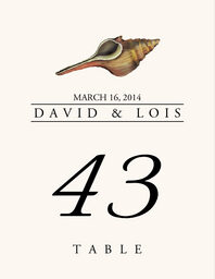 Seashell Assortment  Table Numbers
