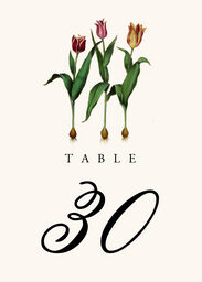 Tulip Bulbs Table Numbers