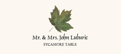 Sycamore Colorful Leaf