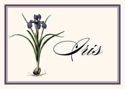 Iris Bulb
