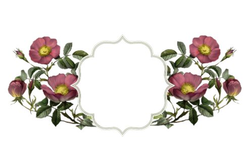 Monogram: Wild Pink Rose Frame