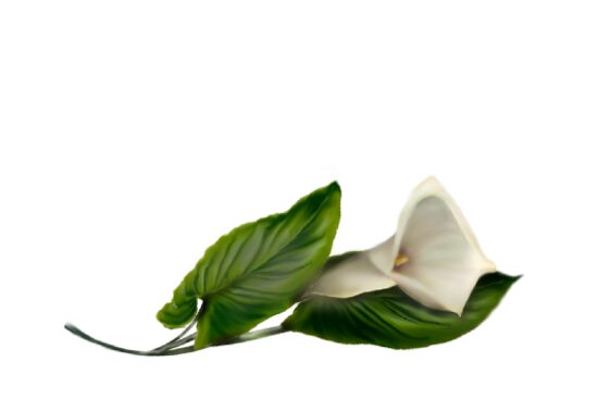 Calla Lily (white) Spring Flowers, Autumn Leaves, Grapes Wedding Illustration