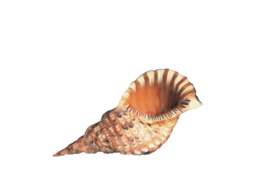 Florida Conch Shell Seashells, Fish, and Beach Wedding Illustration