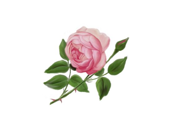 English Rose Spring Flowers, Autumn Leaves, Grapes Wedding Illustration