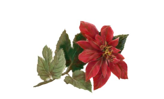 Poinsettia Winter and Holiday Wedding Illustration