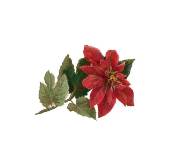 Poinsettia Winter and Holiday Wedding Illustration