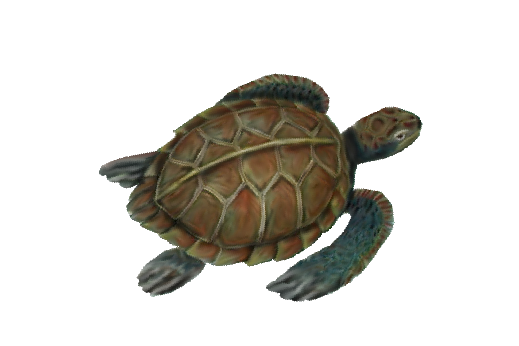 Sea Turtle Seashells, Fish, and Beach Wedding Illustration