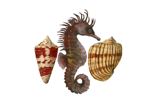 Seahorse Pattern Seashells, Fish, and Beach Wedding Illustration