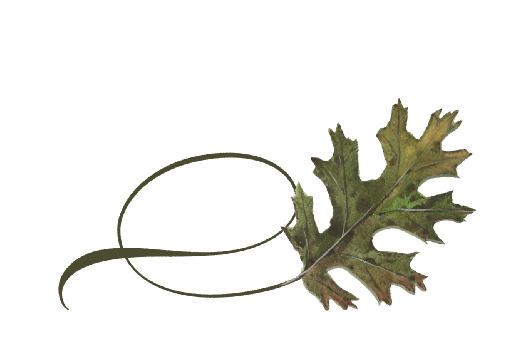 Twisty Black Oak Leaf Spring Flowers, Autumn Leaves, Grapes Wedding Illustration