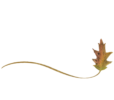 Wispy Cypress Leaf Spring Flowers, Autumn Leaves, Grapes Wedding Illustration