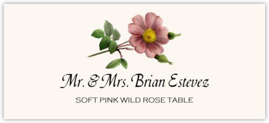 Soft Pink Wild Rose
