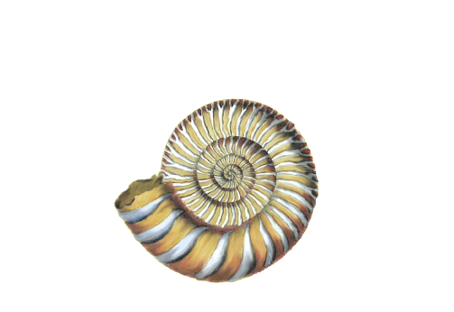 Seashells, Fish, and Beach Asteroceras Ammonite Shell Artwork