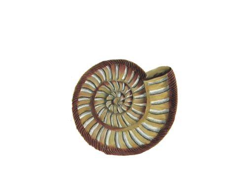 Seashells, Fish, and Beach Asteroceras Tan Ammonite Shell Artwork