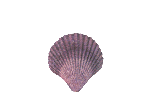Seashells, Fish, and Beach Austral Scallop Shell Artwork