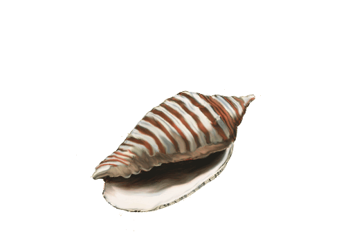 Seashells, Fish, and Beach Banded Tulip Shell Artwork