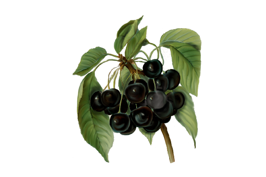 Spring Flowers, Autumn Leaves, Grapes Black Cherries Artwork