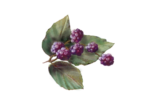 Spring Flowers, Autumn Leaves, Grapes Blackberries 01 Artwork