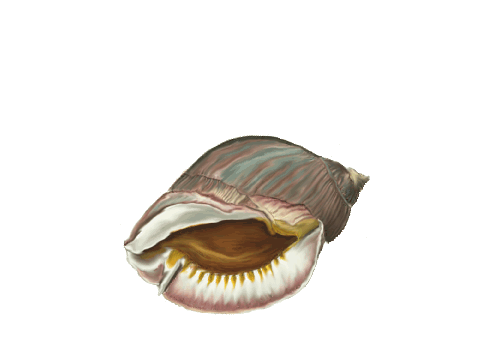 Seashells, Fish, and Beach Bleeding Tooth Shell Artwork