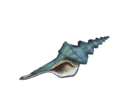 Seashells, Fish, and Beach Buccinid Whelks Shell Artwork