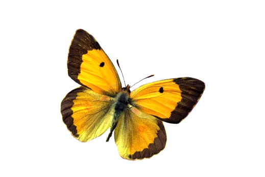 Birds and Butterflies Butterfly Illustration 12 Artwork