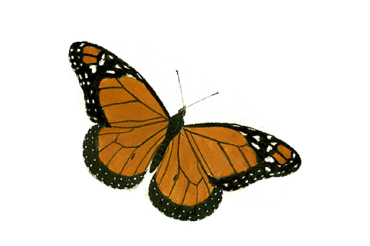 Birds and Butterflies Butterfly Illustration 17 Artwork