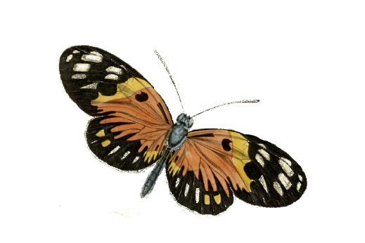 Birds and Butterflies Butterfly Illustration 21 Artwork